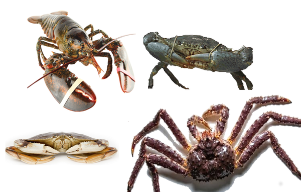 Crabs & Lobsters (Bestsellers!)