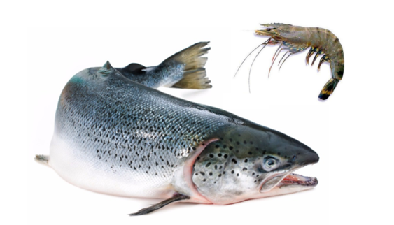 Fishes & Prawns