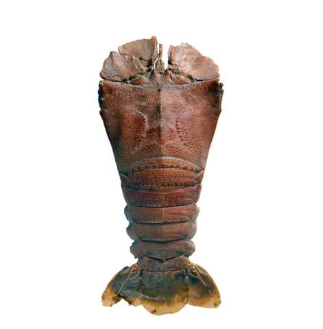 Frozen Slipper Lobster/ Crayfish - Evergreen Seafood