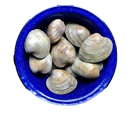 Live Korea Quahog Clams - Evergreen Seafood