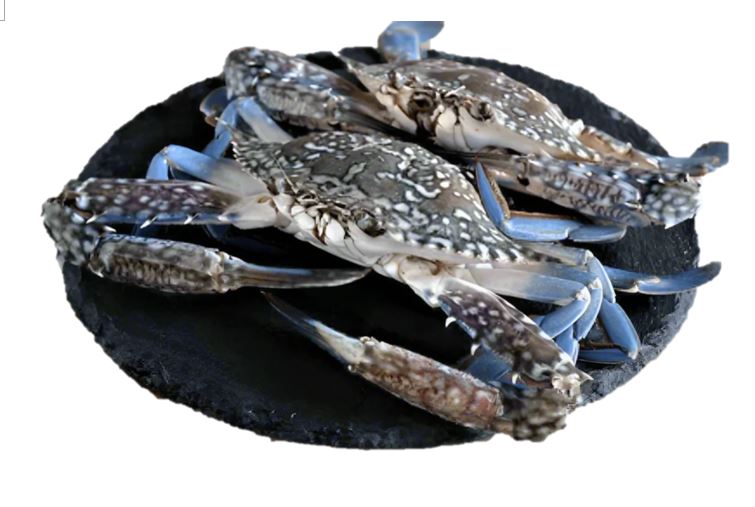 Live Blue Flower Crab - Evergreen Seafood