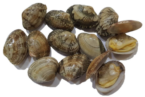 Live Korea Little Neck Clams - Evergreen Seafood