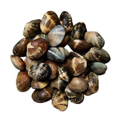 Live Canada/US Manila Clams - Evergreen Seafood