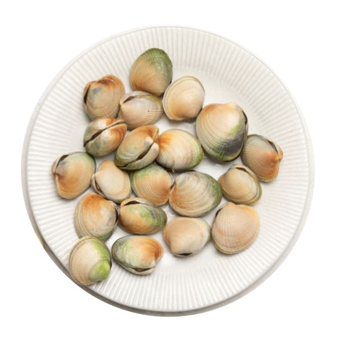 Live Australia/NZ Little Neck Clams - Evergreen Seafood