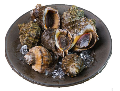 Live Sea Whelk - Evergreen Seafood