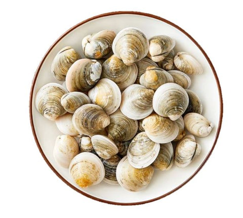 Live Korea Short-Neck Clams - Evergreen Seafood