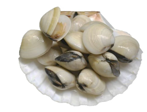 Live Venus Clams (Lala) - Evergreen Seafood