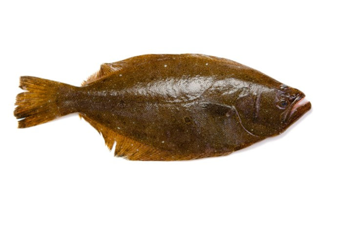 Live Halibut (Flounder) - Evergreen Seafood