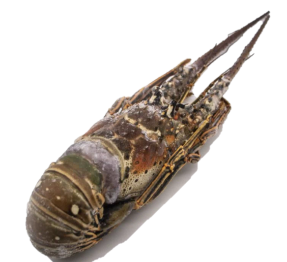 Buy Carribbean Lobster Online Delivery Evergreen Seafood Singapore