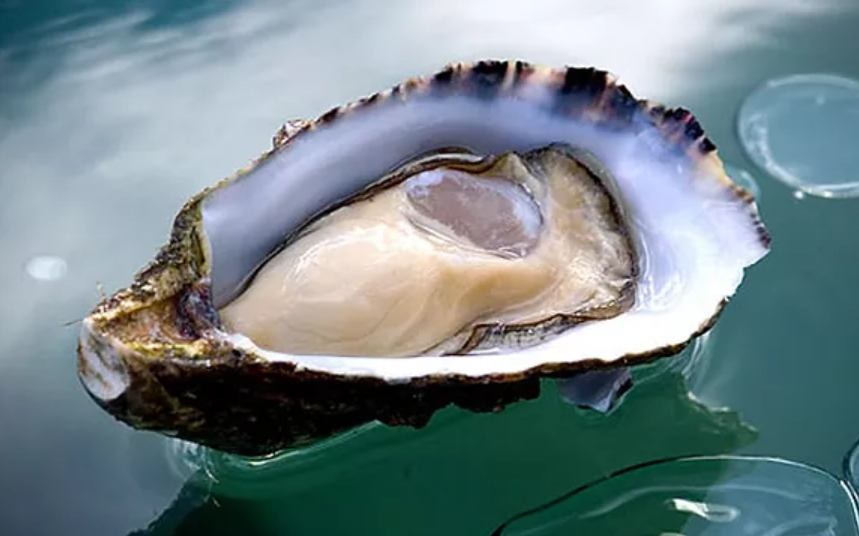 Live Australia Oysters - Evergreen Seafood