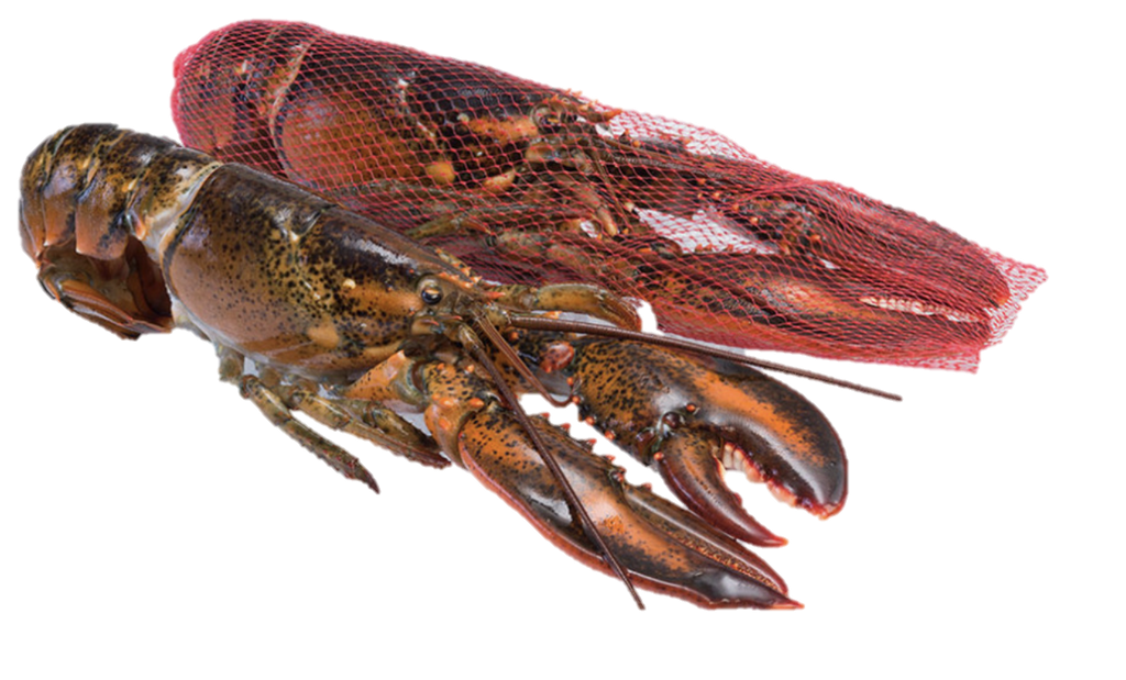 Frozen Boston/Canadian Lobster - Evergreen Seafood