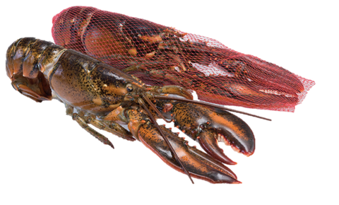 Frozen Boston/Canadian Lobster - Evergreen Seafood