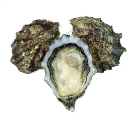 Live USA Pacific Oysters - Evergreen Seafood