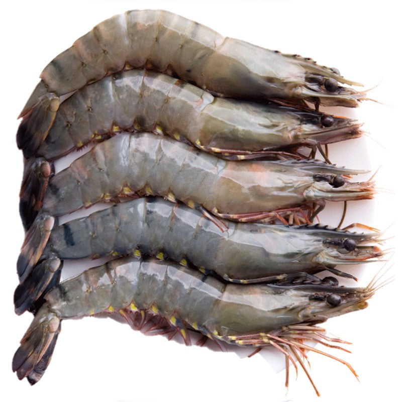 Live Tiger Prawns - Evergreen Seafood