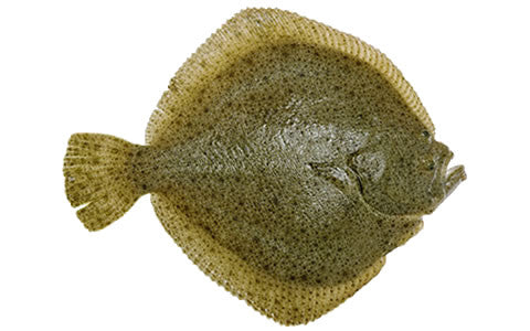 Live Turbot Fish - Evergreen Seafood