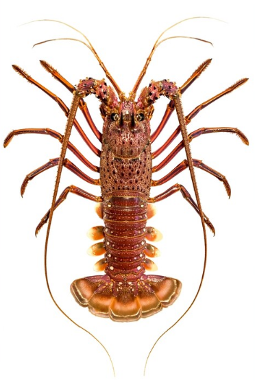 Live Australia Rock Lobster - Evergreen Seafood