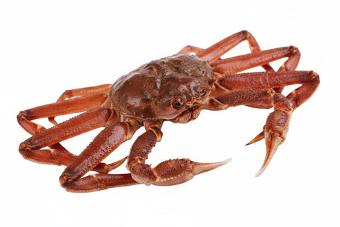 Live Snow Crab 800-900G/pc