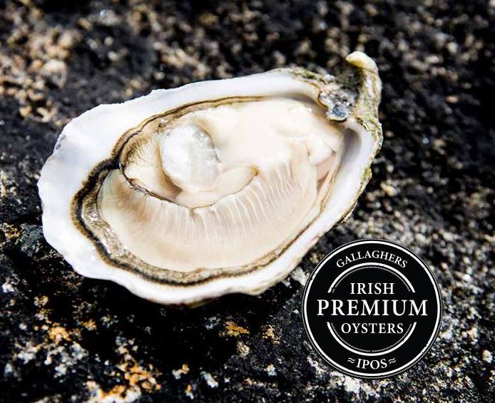 Live Irish Premium Oysters