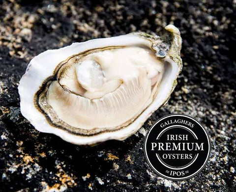Live Irish Premium Oysters