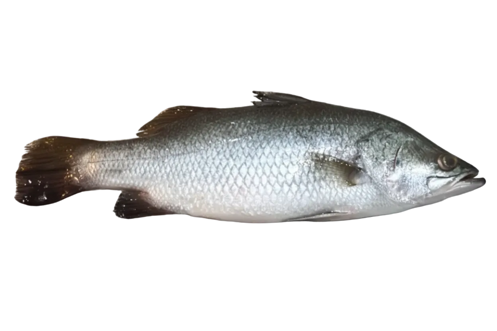 Live Barramundi Seabass - Evergreen Seafood