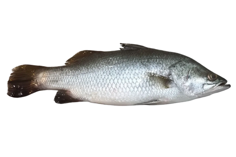 Live Barramundi Seabass - Evergreen Seafood