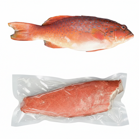 Frozen Red Grouper - Evergreen Seafood
