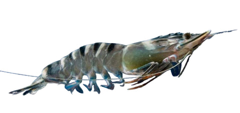 Live Tiger Prawns