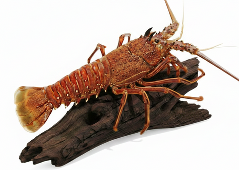 Live Western Australia Rock Lobster