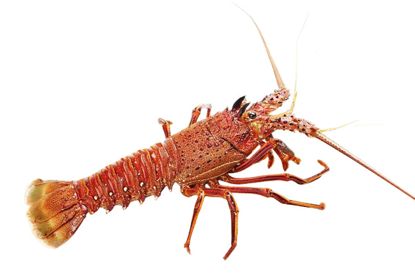 Live Western Australia Rock Lobster - Evergreen Seafood