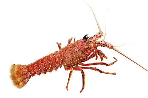 Live Western Australia Rock Lobster
