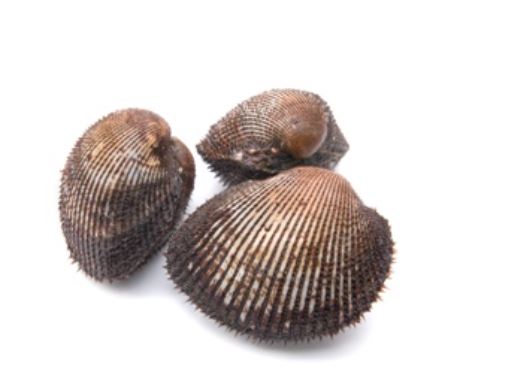 Buy Live Arkshells Online Delivery | Evergreen Seafood Singapore