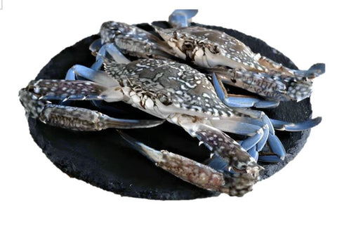 Live Blue Flower Crab