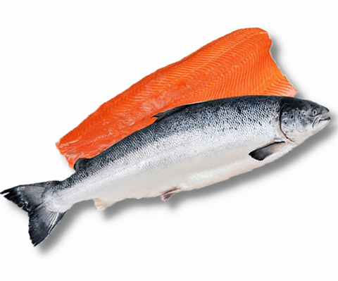 Fresh Norway Salmon Trout - Evergreen Seafood