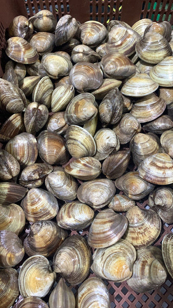 Live Korea Quahog Clams - Evergreen Seafood