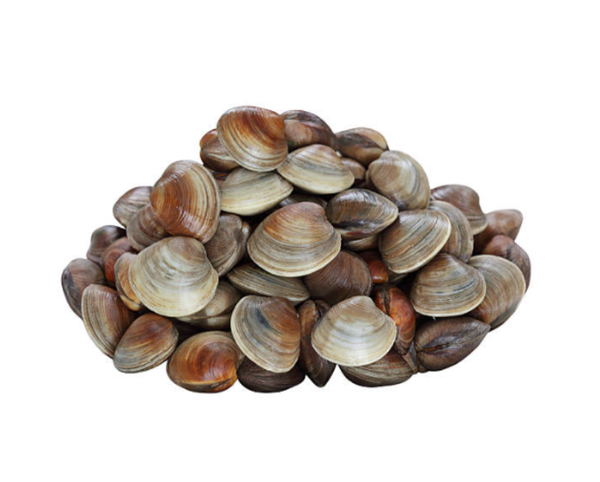 Live Korea Quahog Clams - Evergreen Seafood