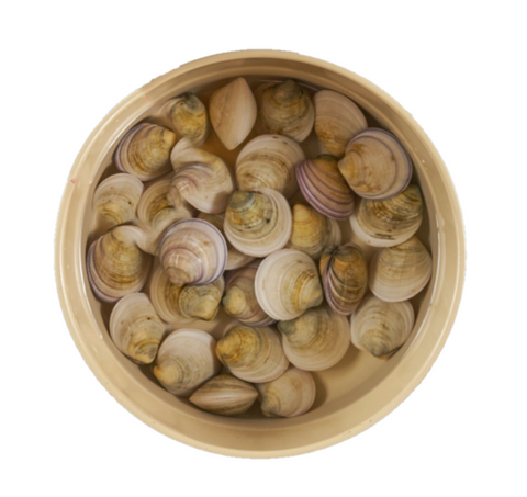 Live Korea Short-Neck Clams - Evergreen Seafood