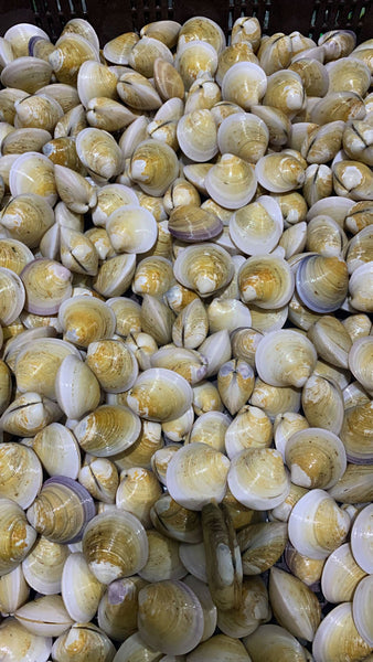 Live Korea Short-Neck Clams - Evergreen Seafood