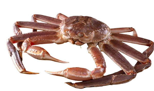 Live Snow Crab 800-900G/pc - Evergreen Seafood