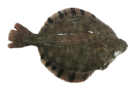 Live Starry Flounder - Evergreen Seafood