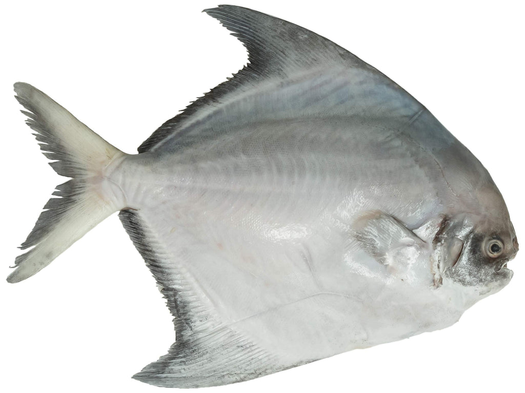 Frozen Chinese Pomfret - Evergreen Seafood