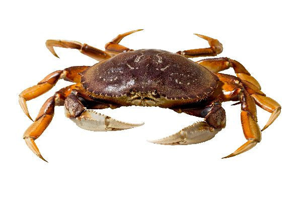 Live Canada Dungeness Crab - Evergreen Seafood
