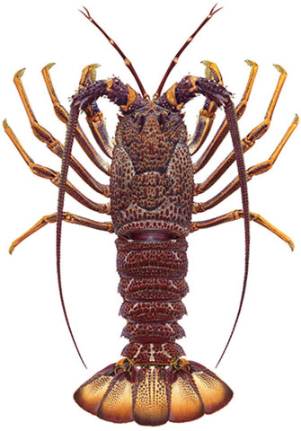 Live Australia Rock Lobster - Evergreen Seafood