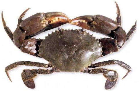 Live Indonesia Crab - Evergreen Seafood