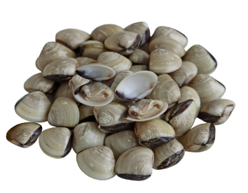 Live Venus Clams (Lala) - Evergreen Seafood