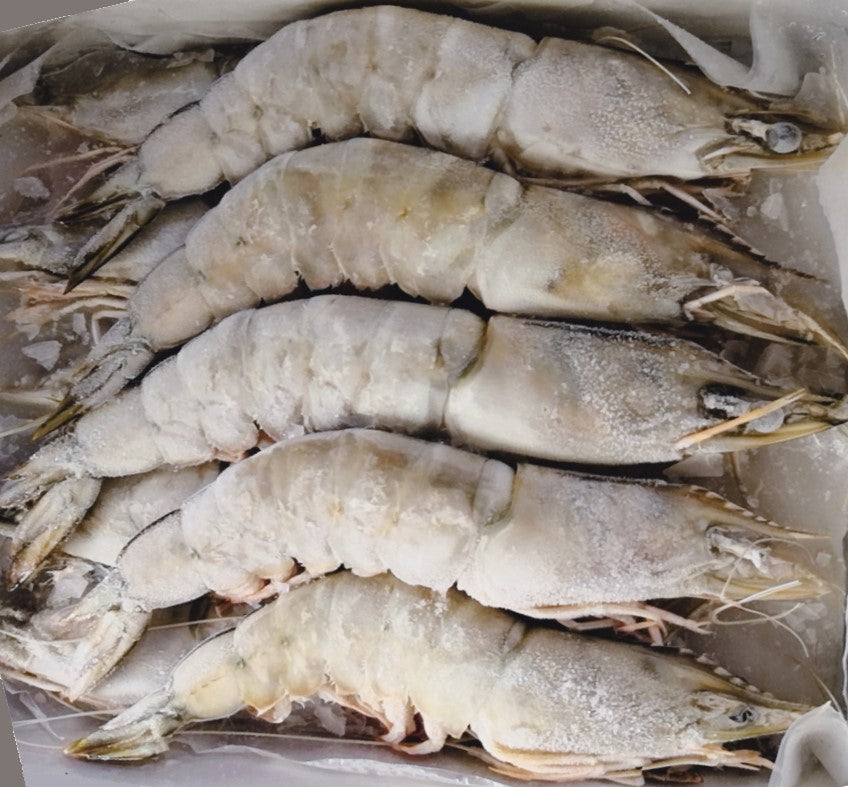 Frozen Sea White Prawn (Wild Catch) - Evergreen Seafood