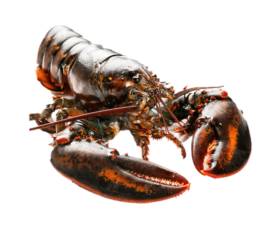 Live Boston/Canadian Lobster - Evergreen Seafood