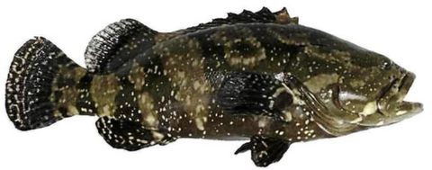 Live Dragon Tiger Grouper - Evergreen Seafood