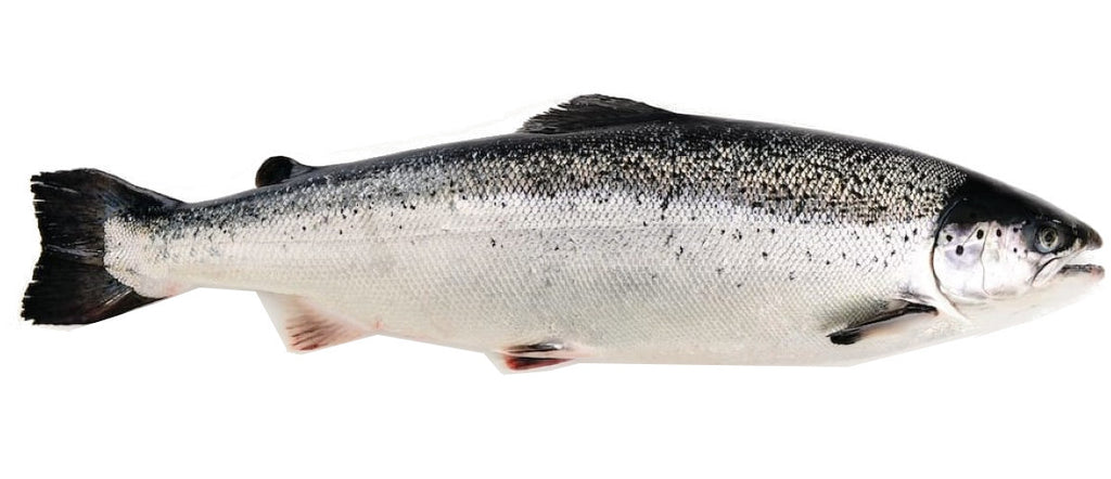 Fresh Norway Salmon Trout - Evergreen Seafood