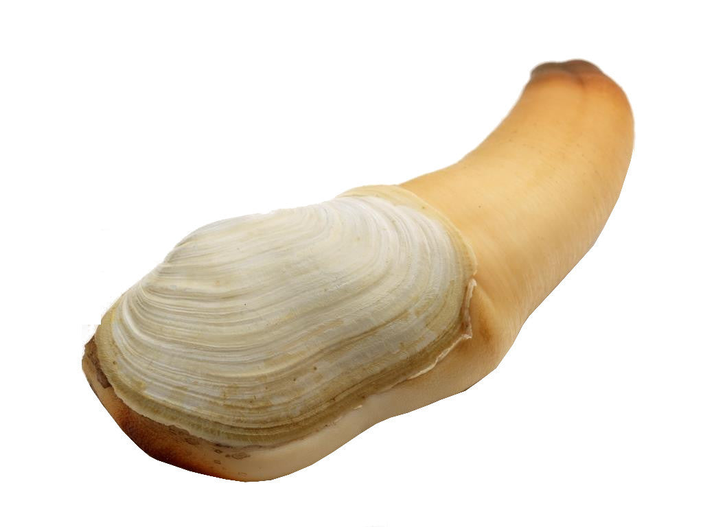Live Geoduck Clam - Evergreen Seafood
