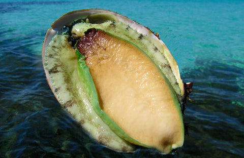 Australia GreenLip Abalone (Frozen Sashimi Grade) - Evergreen Seafood